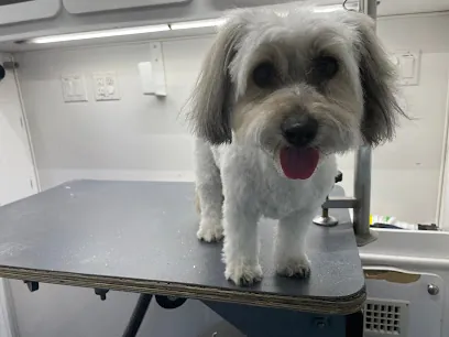 Monsieur Groomer Mobile Pet Grooming — photo from their website