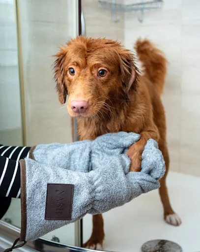 Mobile Dog Grooming Houston Metro — photo from their website
