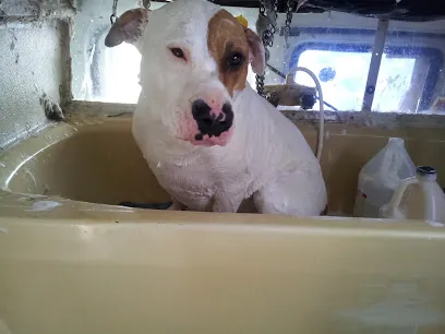 GRRRUMN🐾🐕(Rachel's mobile dog grooming) — photo from their website