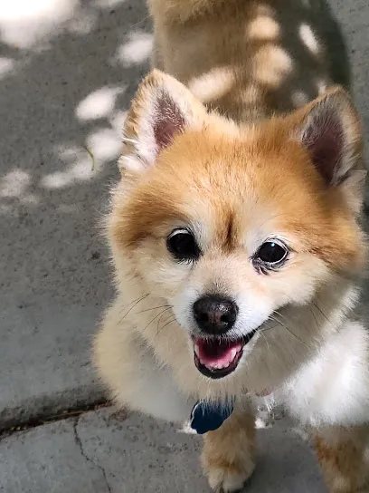Mikey and Friends mobile pet grooming — business logo from Google
