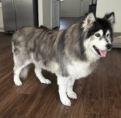Furology Mobile Grooming — photo from their website
