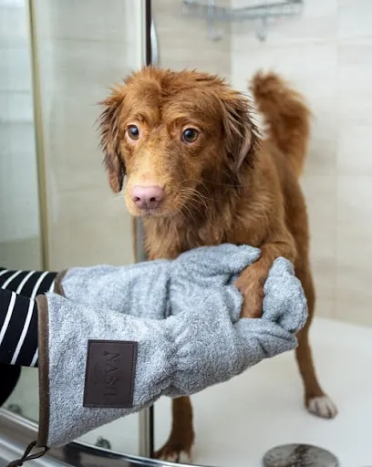 Jenny & Lily's Mobile Pet Grooming — photo from their website