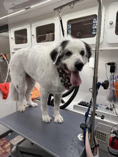 DapperTails Mobile Pet Grooming of Southern Maine — photo from their website
