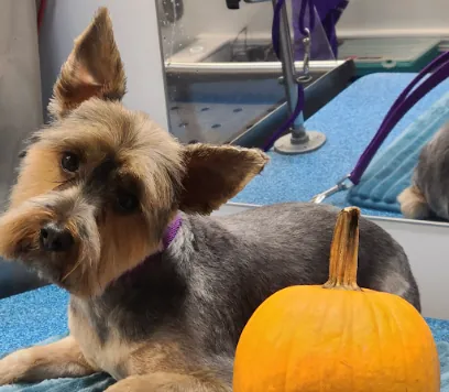 At Your Door Mobile Pet Waggin' — photo from their website
