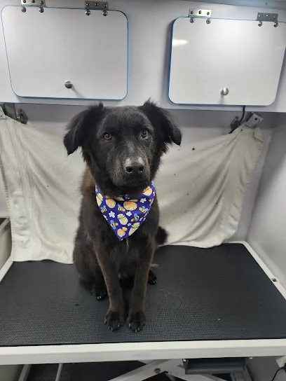 Sandy Dogs Mobile Grooming — photo from their website