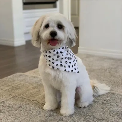 Dazzled Pets Mobile Grooming — photo from their website