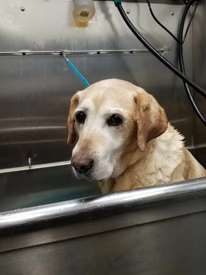 Pups N' Bubbles Mobile Grooming — photo from their website