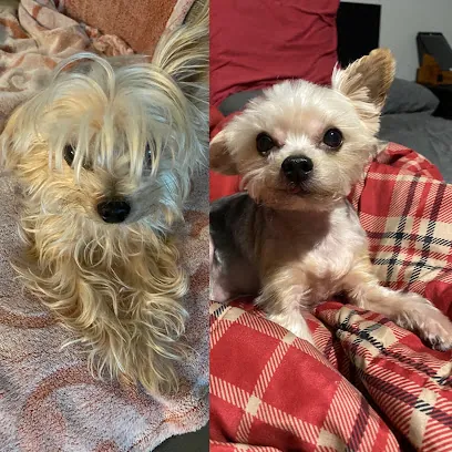 A Pet Stop Mobile Grooming Service — photo from their website