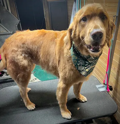 Fetching the Mobile Paw Spa LLC — photo from their website