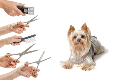 PSL Mobile Dog Grooming — photo from their website