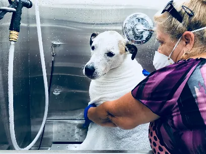 Wow Grooming Mobile — photo from their website