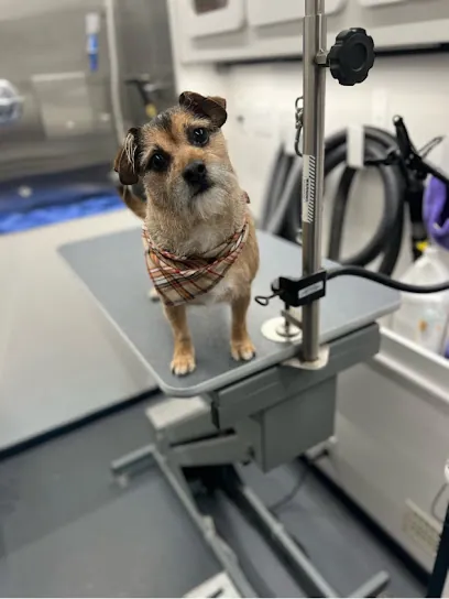 Fetch & Pawz Mobile Dog Grooming — photo from their website