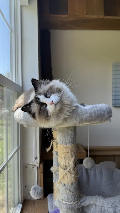 Paws & Purrfection Mobile Pet Services — photo from their website