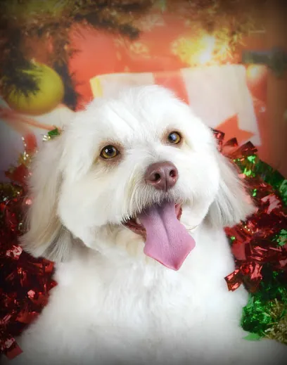 The Taylored Canine - Mobile Grooming — photo from their website