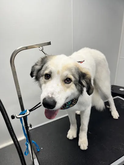 Ruff cuts mobile grooming llc — photo from their website