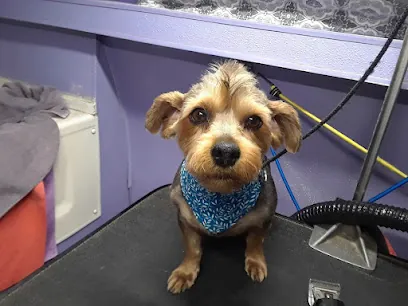 Styles by Sal Mobile Dog Grooming — photo from their website