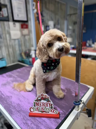 Gentle Paws House Call Grooming — photo from their website