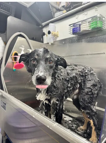Fur Exclusive Mobile Grooming — photo from their website