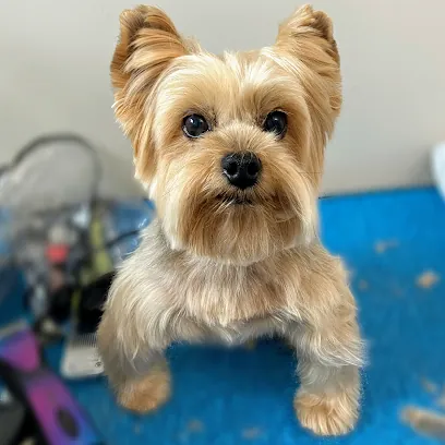 San Diego In-home Pet Grooming — photo from their website
