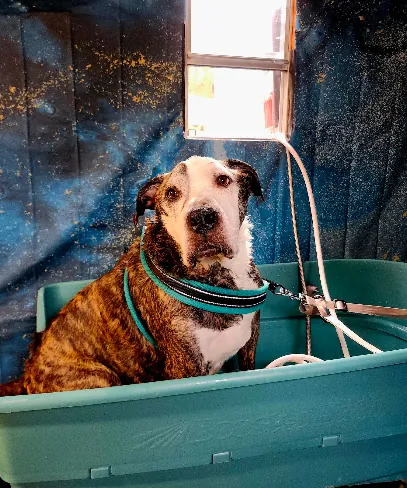 Ticklez Mobile Dog Wash — photo from their website