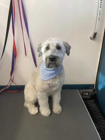 Dog Tags Mobile Grooming — photo from their website