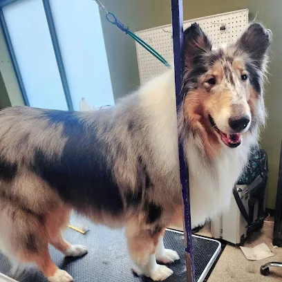 Soggy Paws Mobile Grooming — photo from their website