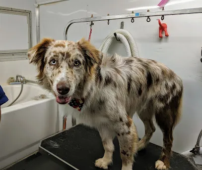 Dog Gone Hairy Mobile Grooming — photo from their website