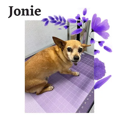 Jade's Mobile Groom-N-Zoom — photo from their website