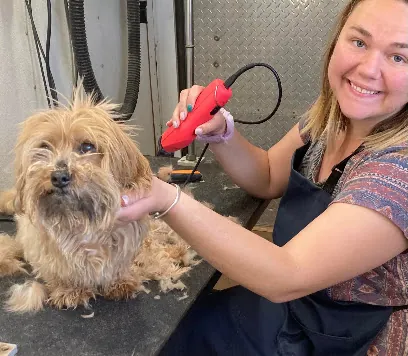 Go Groomer Mobile Grooming And Pet Care — photo from their website