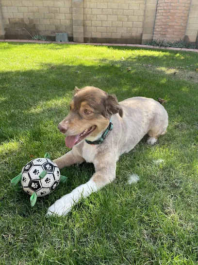 Fluffy Butt Cuts (Mobile Dog Grooming) — photo from their website