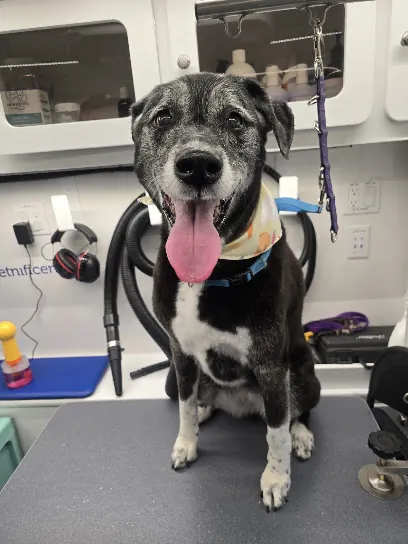 Petnificent Mobile Grooming — photo from their website