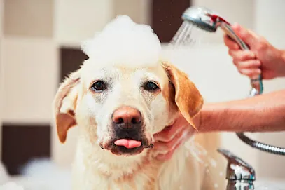 Pawsome Mobile Grooming — photo from their website
