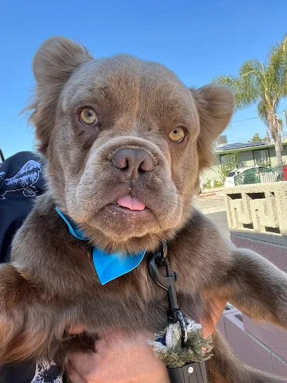 Doggie Grooming Mobile spa — photo from their website