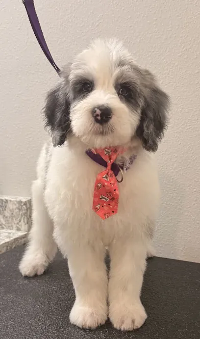 Pawsitive Glow Mobile Grooming Spa — photo from their website