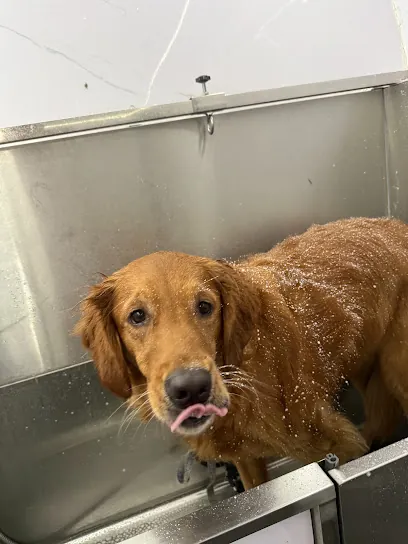 Doctor Groomer Mobile Pet Grooming — photo from their website