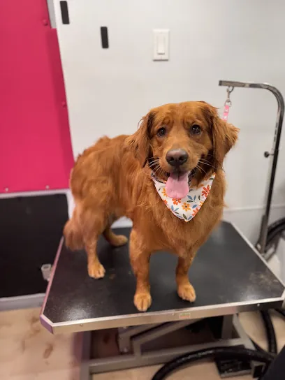 Paw & Order Mobile Grooming LLC — photo from their website
