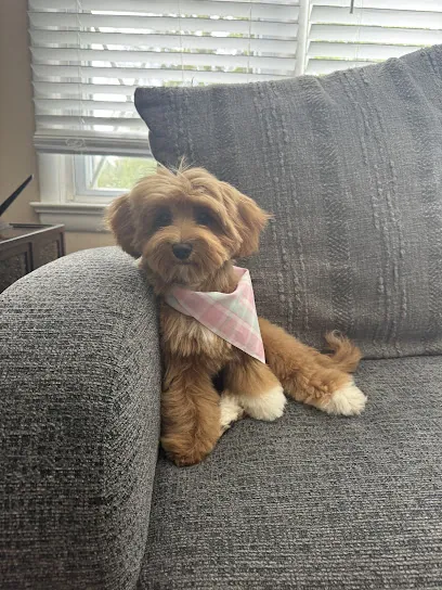 Luxe Paws — photo from their website