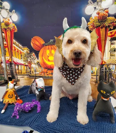 Star Paws Mobile Grooming — photo from their website