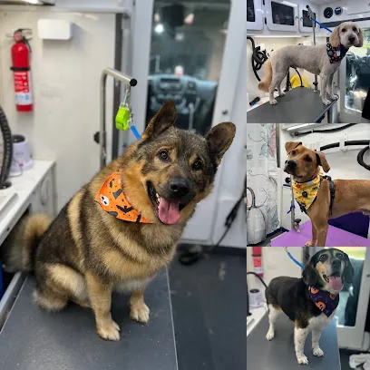 L&B Mobile Dog Grooming — photo from their website