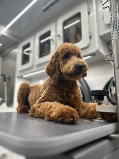 Barks & Bubbles Luxury Mobile Grooming — photo from their website
