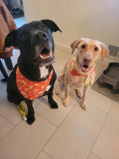 Dirty Paws Mobile Grooming — photo from their website