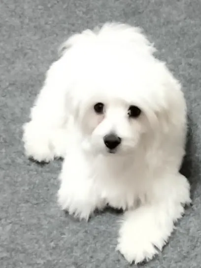 State of the Arf Mobile Grooming — photo from their website
