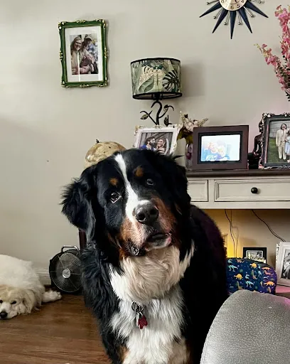 Kirsten's Mobile Grooming — photo from their website