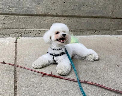 Annie Groom Your Dog - Mobile Pet Salon & Spa — photo from their website