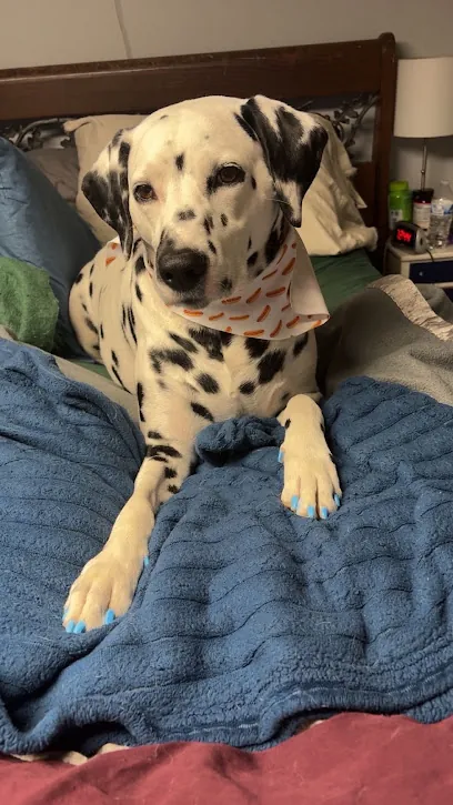 Comfort Paws Mobile Canine Spa — photo from their website