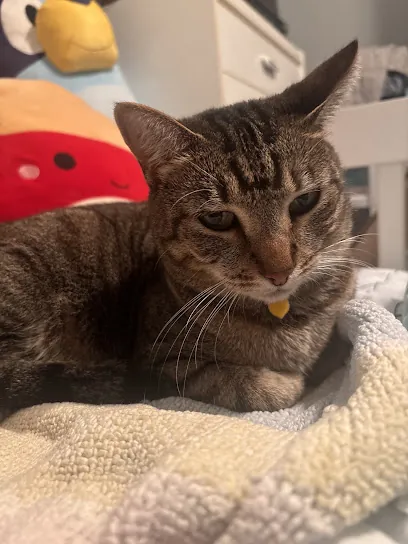 Mobile Vet Spa — photo from their website