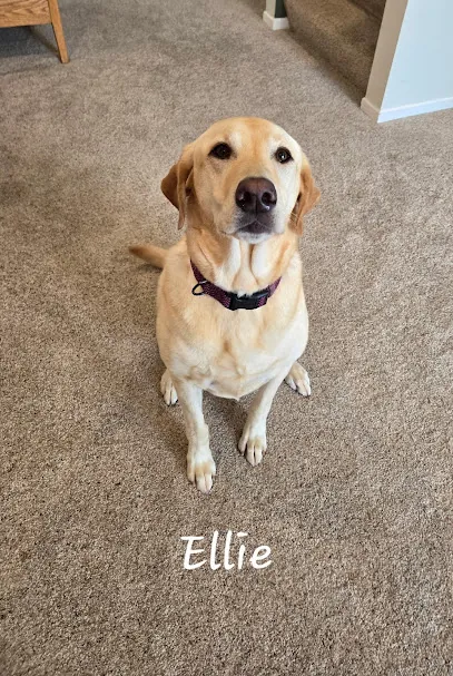 Dakota’s Mobile Pet Nail Trimming Service — business logo from Google