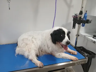 My FlufflyS and I Mobile pet grooming — photo from their website