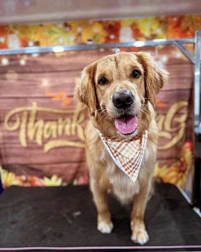 Diamond Paws Mobile Grooming — photo from their website