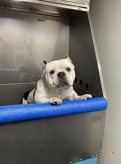 Grubby Paws Mobile Pet Grooming — photo from their website